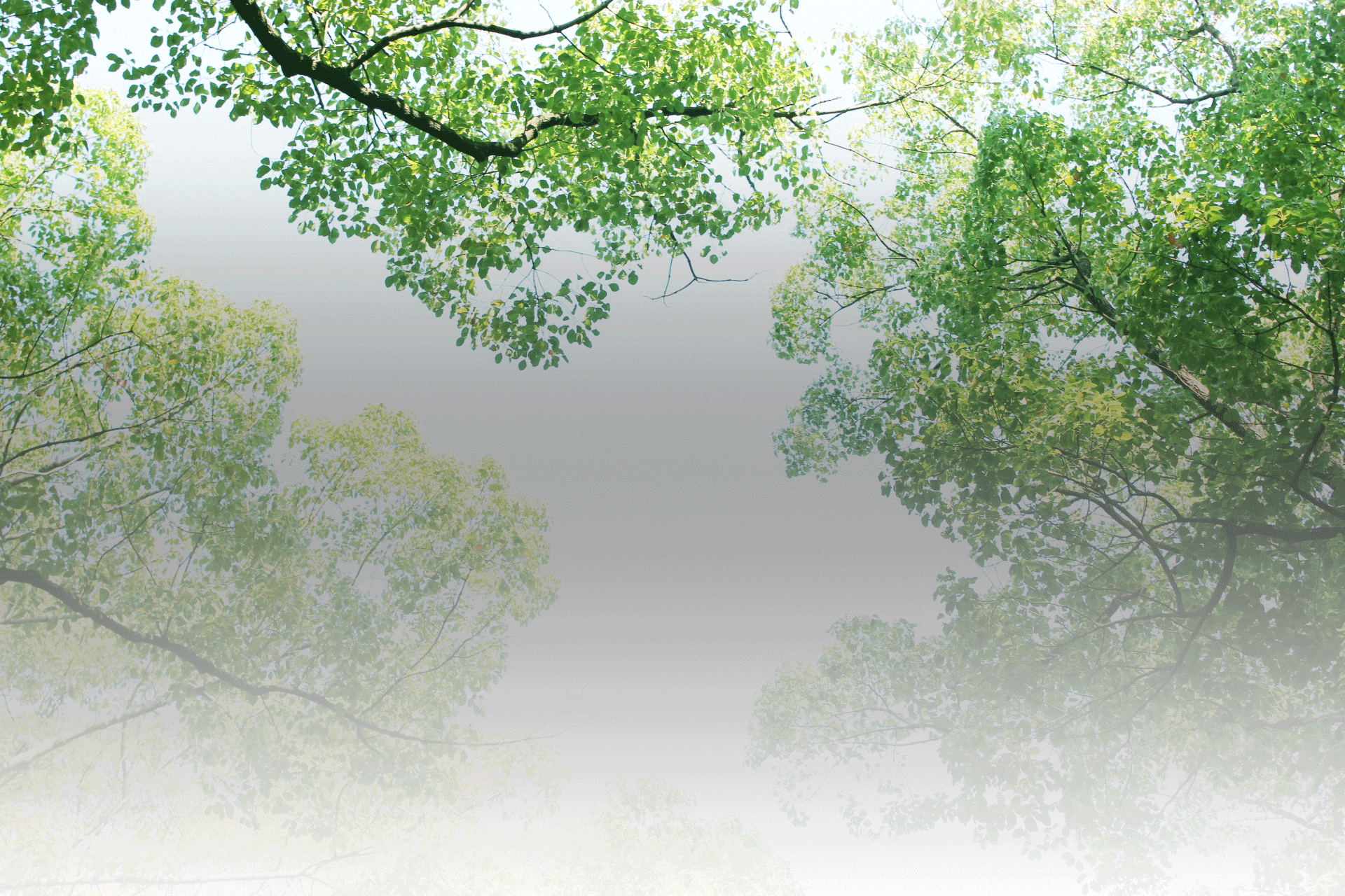 墓じまい後の新しい供養は樹木葬で｜先祖を敬う自然のかたち